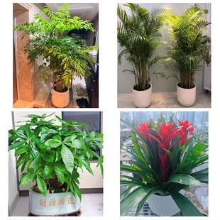 上海市黄浦区半淞园路小东门同城绿植花店公司开业送发财树金钱树