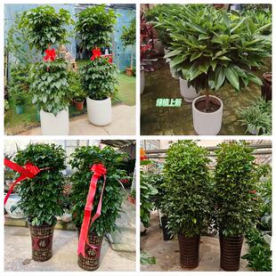保定市涿州定州安国高碑店市同城绿植花店公司开业送发财树金钱树