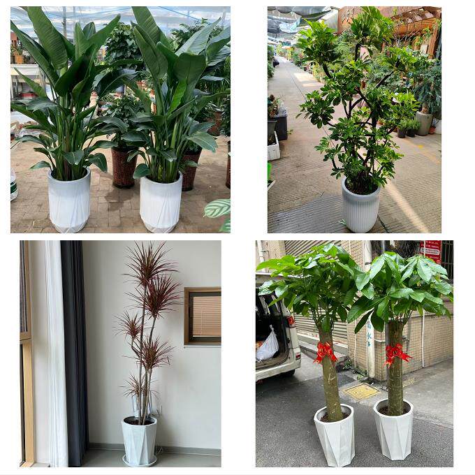 开业乔迁绿植发财树绿萝送上海市黄浦区五里桥打浦桥同城花店配送