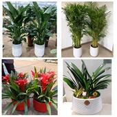 开业乔迁绿植发财树绿萝上海市静安区江宁路石门二路同城花店配送