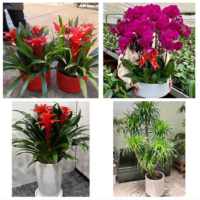 开业乔迁绿植发财树绿萝送黄石市铁山区阳新县大冶市同城花店配送