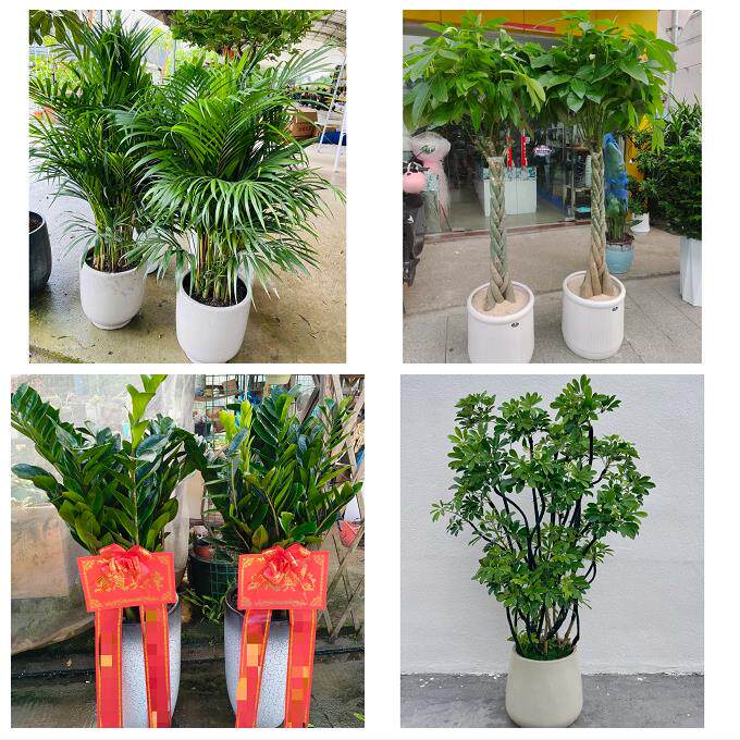 金华磐安兰溪义乌东阳永康市同城花卉绿植店朋友开业送平安发财树