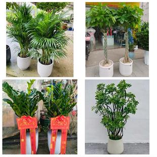 金华磐安兰溪义乌东阳永康市同城花卉绿植店朋友开业送平安发财树