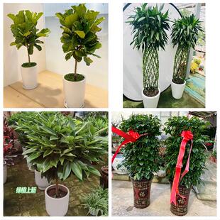 温州市永嘉平阳县苍南文成县同城绿植花店公司开业送发财树金钱树