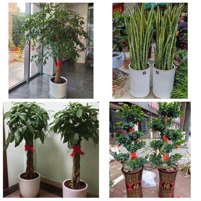 苏州市张家港市昆山市太仓市同城花店送发财树绿萝柱开业绿植盆栽