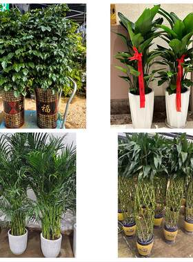 衡阳市衡东祁东县耒阳常宁市花卉店同城配送开业绿植发财树幸福树