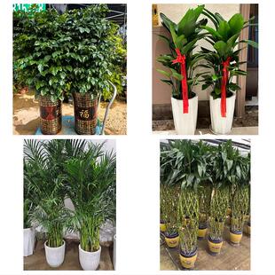 衡阳市衡东祁东县耒阳常宁市花卉店同城配送开业绿植发财树幸福树