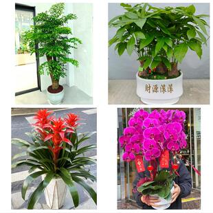 宁波市海曙江东区江北北仑区同城花店送开业乔迁绿植发财树幸福树
