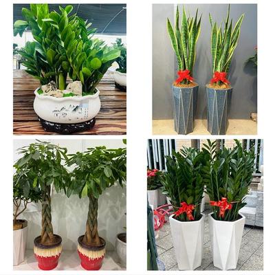 送张掖市甘州区肃南县民乐县同城绿植店送发财树幸福树开业入新居