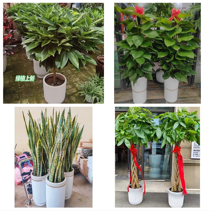 漳州市漳浦诏安长泰县东山县同城绿植花店公司开业送发财树金钱树