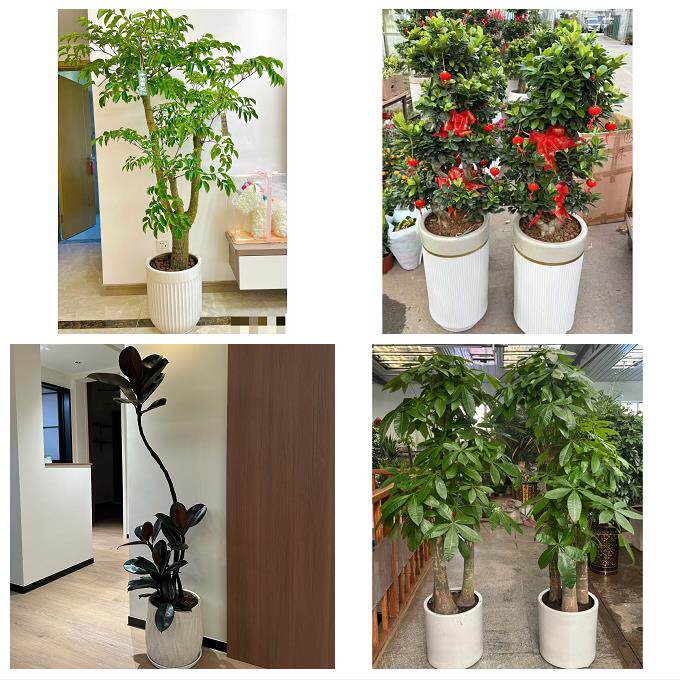 开业乔迁绿植发财树绿萝佳木斯市抚远市同江市富锦市同城花店配送