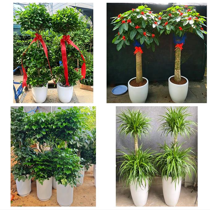 北京朝阳三里屯左家庄香河园绿植店同城配送公司开业发财树绿萝柱