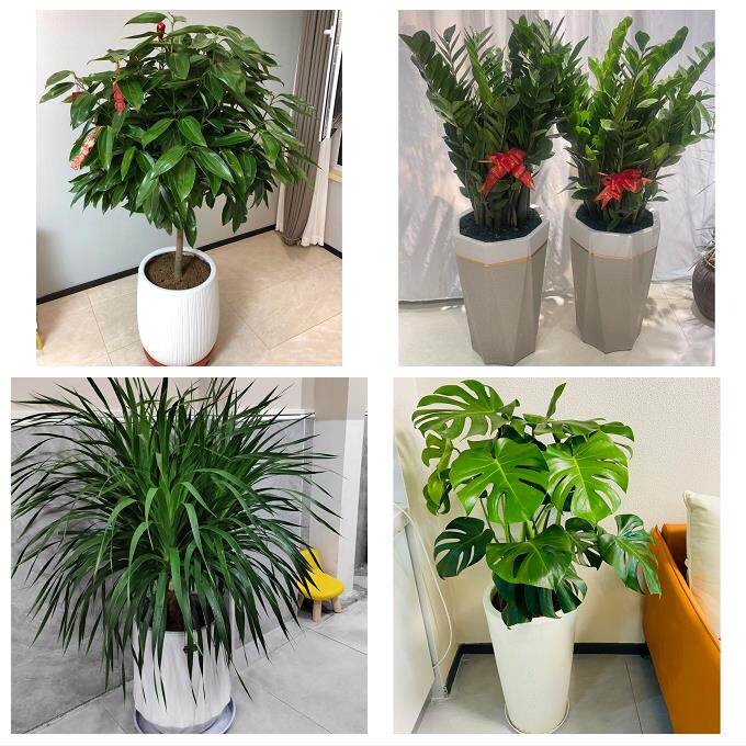 开业乔迁绿植发财树绿萝送镇江市丹阳市扬中市句容市同城花店配送