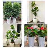 开业乔迁绿植发财树绿萝三明市宁化大田县尤溪县沙县同城花店配送