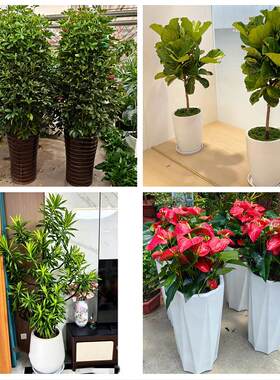 湘潭市雨湖岳塘区九华湘潭县同城绿植花店公司开业送发财树金钱树