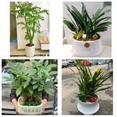 开业乔迁绿植发财树绿萝送大庆市红岗区大同区肇州县同城花店配送