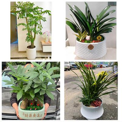 开业乔迁绿植发财树绿萝送大庆市红岗区大同区肇州县同城花店配送