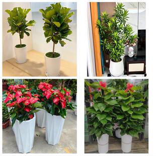 赣州市章贡区赣县信丰大余县同城绿植花店公司开业送发财树金钱树