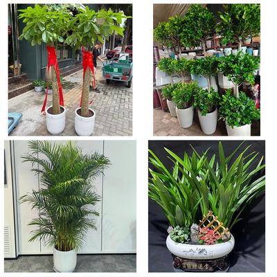 运城市盐湖区临猗万荣闻喜县同城绿植店送发财树幸福树开业入新居