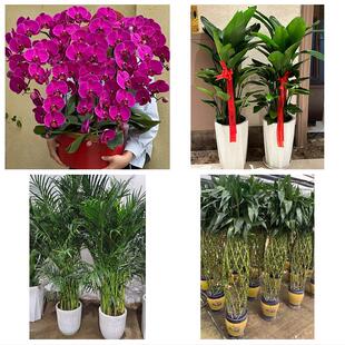 周口市川汇区扶沟西华商水县花卉店同城配送开业绿植发财树幸福树