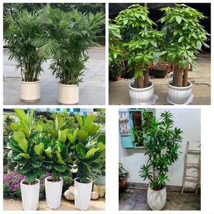 上海长宁区新华周家桥天山路同城绿植店送发财树幸福树开业入新居