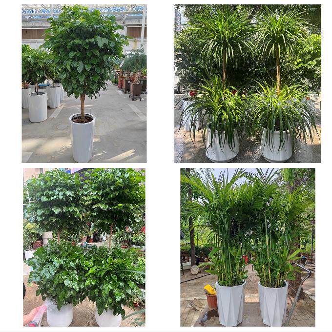 开业乔迁绿植发财树绿萝四川遂宁市射洪县大英县附近同城花店配送