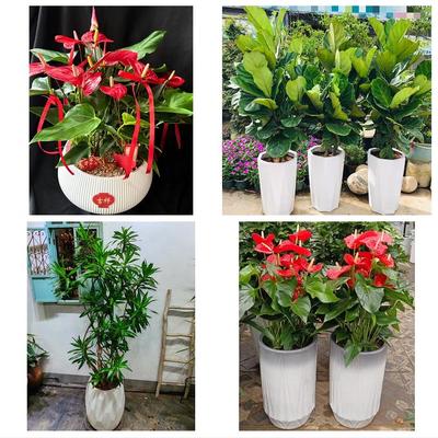 迪庆州香格里拉市德钦维西县同城绿植店送发财树幸福树开业入新居