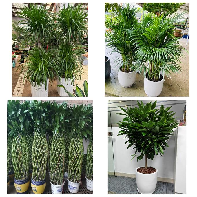营口市老边区盖州市大石桥市同城花卉绿植店朋友开业送平安发财树
