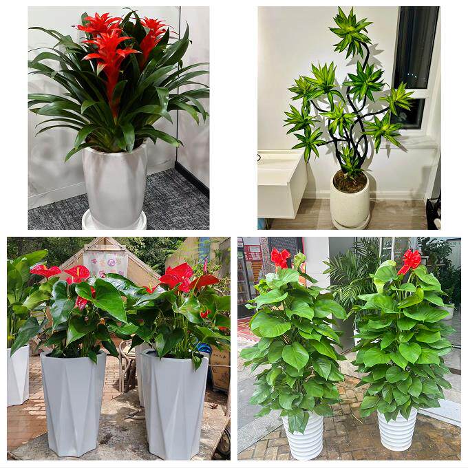 开业乔迁绿植发财树绿萝送济南市历下区市中区槐荫区同城花店配送