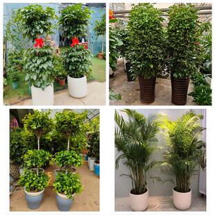 张家口市怀安怀来涿鹿赤城县同城绿植花店公司开业送发财树金钱树