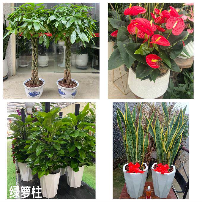 临沂市郯城沂水县兰陵县费县花卉店同城配送开业绿植发财树幸福树