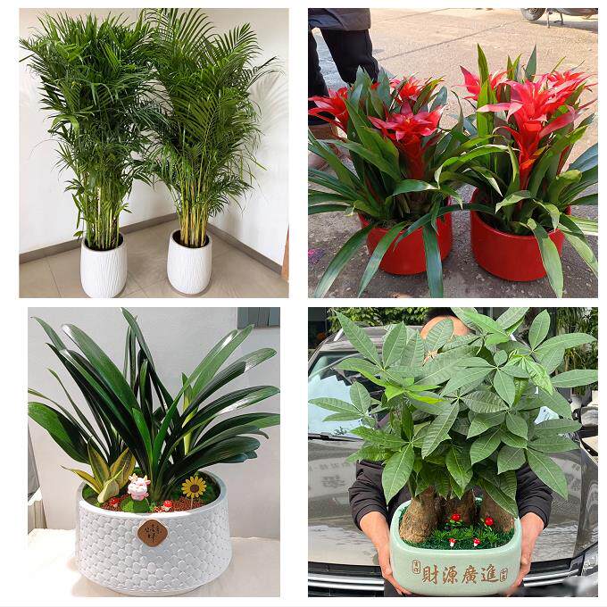 开业乔迁绿植发财树绿萝商丘宁陵柘城虞城夏邑永城市同城花店配送