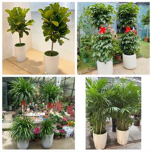 宿迁宿城宿豫区沭阳泗阳泗洪同城绿植花店公司开业送发财树金钱树