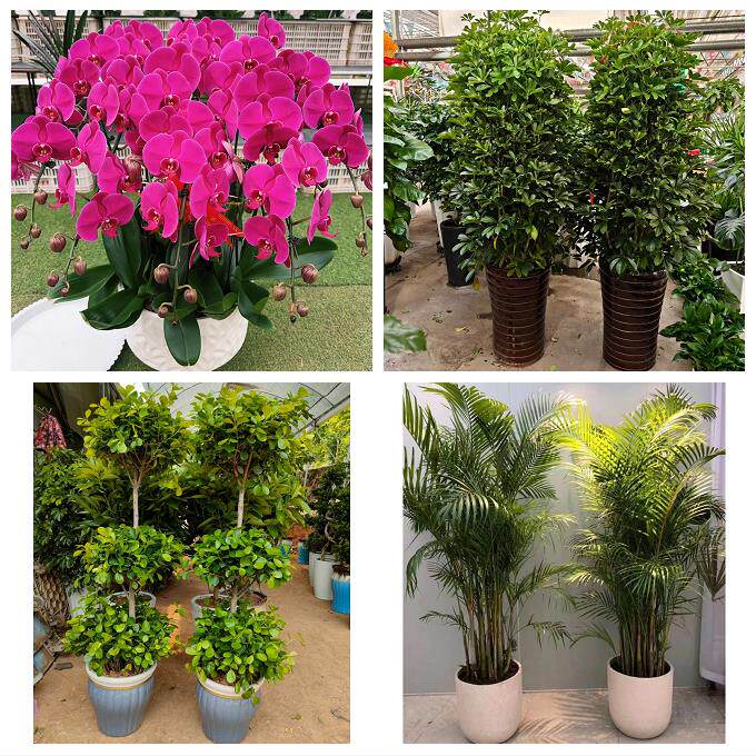唐山市乐亭迁西玉田县唐海县同城绿植花店公司开业送发财树金钱树 - 实物图