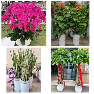 送上海市普陀区宜川路真如镇同城绿植花店公司开业送发财树金钱树