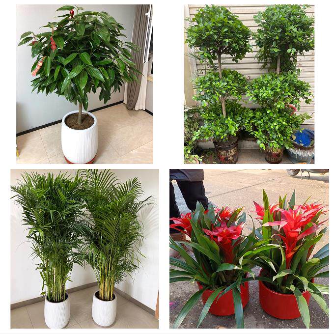 开业乔迁绿植发财树绿萝送徐州市鼓楼区云龙区贾汪区同城花店配送