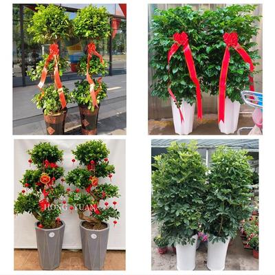 送宜宾市江安长宁县高县珙县同城花店送开业乔迁绿植发财树幸福树
