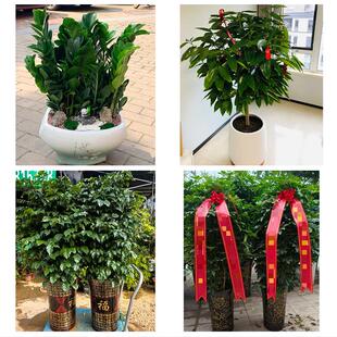 送濮阳市华龙区清丰县南乐县花卉店同城配送开业绿植发财树幸福树