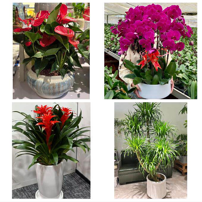 开业乔迁绿植发财树绿萝防城港港口防城区上思县东兴同城花店配送