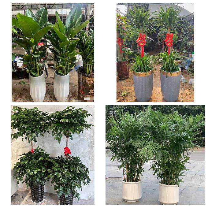 铜陵市铜官义安区郊区枞阳县同城绿植店送发财树幸福树开业入新居