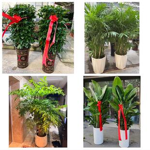 南阳西峡镇平内乡淅川社旗县同城绿植花店公司开业送发财树金钱树