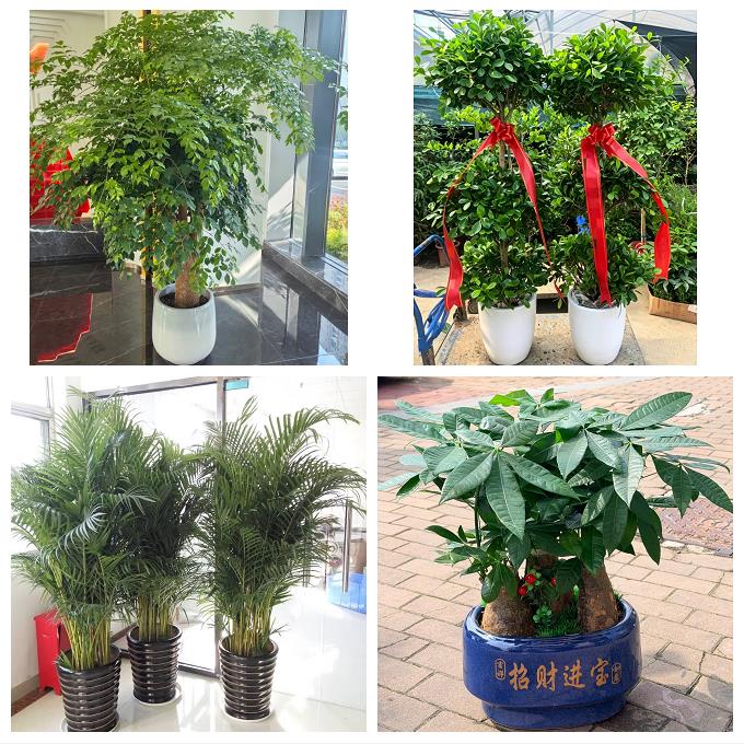 霍尔果斯伊宁市奎屯市塔城市绿植店同城配送公司开业发财树绿萝柱