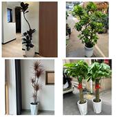 开业乔迁绿植发财树绿萝文山州马关丘北广南县富宁县同城花店配送