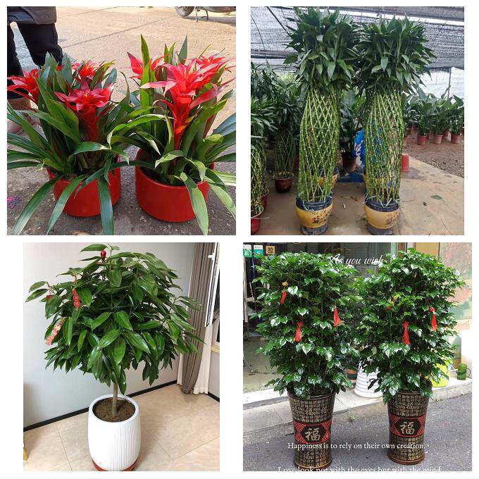 开业乔迁绿植发财树绿萝荆州市江陵县石首洪湖松滋市同城花店配送