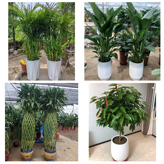开业乔迁绿植发财树绿萝辽阳市白塔文圣宏伟弓长岭区同城花店配送