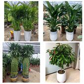 开业乔迁绿植发财树绿萝辽阳市白塔文圣宏伟弓长岭区同城花店配送