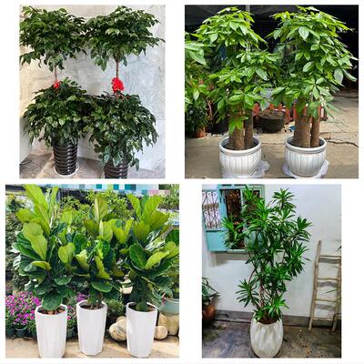 鸡西市城子河区麻山区恒山市同城绿植店送发财树幸福树开业入新居