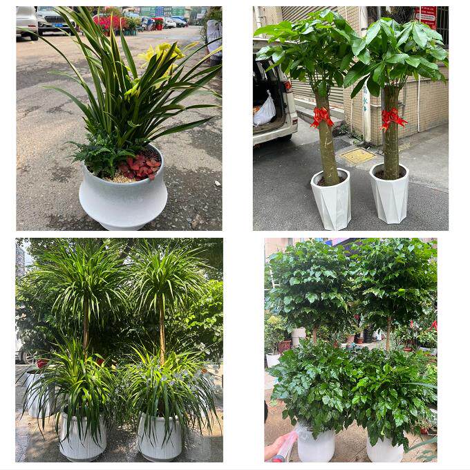 开业乔迁绿植发财树绿萝东莞市厚街沙田道滘镇洪梅镇同城花店配送