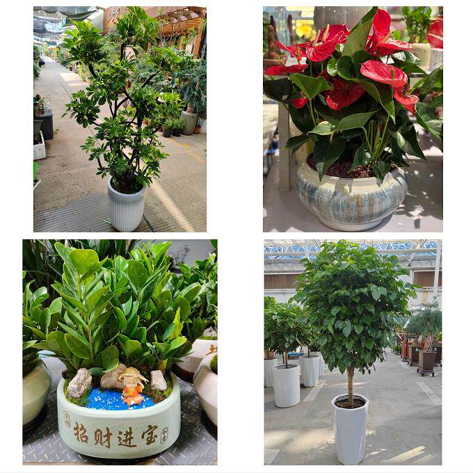 开业乔迁绿植发财树绿萝北京石景山区广宁五里坨鲁谷同城花店配送