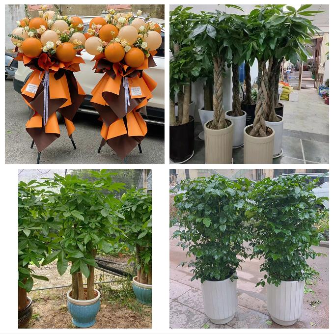 宁波市镇海鄞州区象山宁海县同城花店订鲜花大麦开业花篮店铺开张